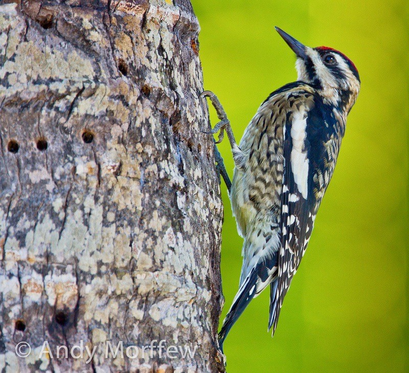 Yellow-bellied Sapsucker (Female) by CC BY-SA 2.0.
